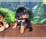 Small #10 Golden Mountain Dog