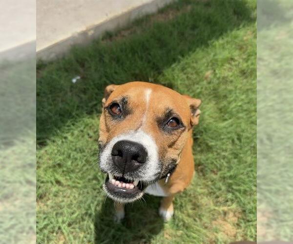 Medium Photo #1 Boxer-Unknown Mix Puppy For Sale in San Antonio, TX, USA