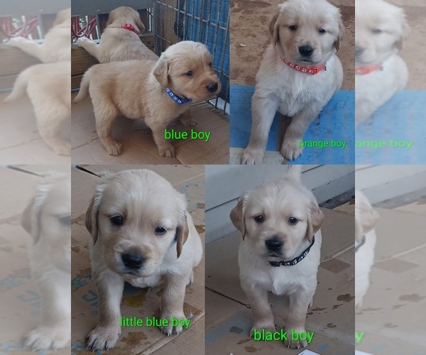 Medium Photo #1 Golden Retriever Puppy For Sale in WAKE FOREST, NC, USA