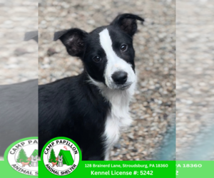 Border Collie-Unknown Mix Dogs for adoption in Stroudsburg, PA, USA