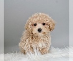 Puppy 4 Maltipoo-Poodle (Toy) Mix