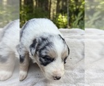 Small #1 Border Collie