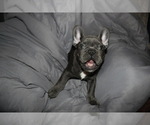 Small Photo #3 French Bulldog Puppy For Sale in SCHERERVILLE, IN, USA