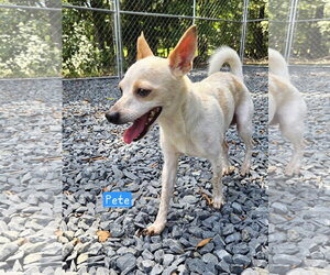 Chihuahua-Unknown Mix Dogs for adoption in Albemarle, NC, USA