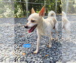 Small Chihuahua Mix