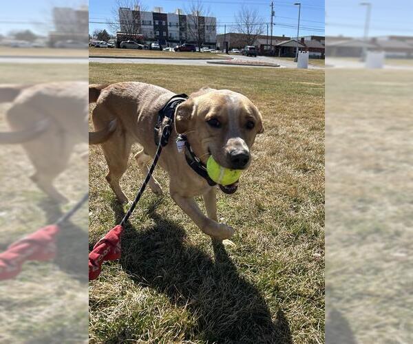 Medium Photo #3 Labrador Retriever-Unknown Mix Puppy For Sale in West Valley, UT, USA