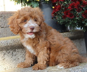 Medium Cavapoo