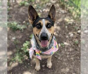 Mutt Dogs for adoption in San Antonio, TX, USA