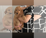 Small Photo #2 Goldendoodle Puppy For Sale in GLENDALE, CA, USA