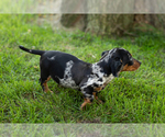 Small #4 Dachshund