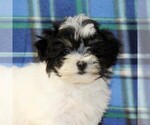 Small #3 Havanese