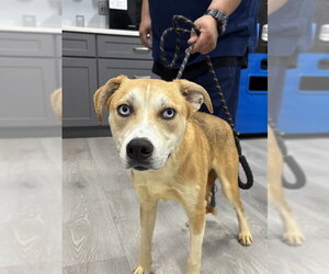 Siberian Husky-Unknown Mix Dogs for adoption in Forestville, MD, USA
