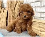 Small Photo #7 Poodle (Toy) Puppy For Sale in MANHATTAN, NY, USA