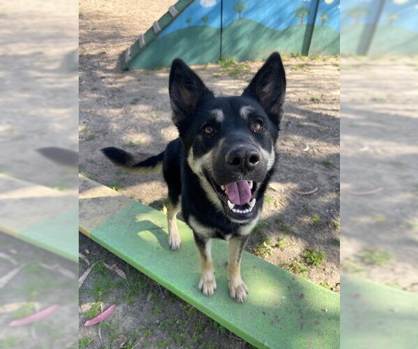 Medium Photo #1 German Shepherd Dog-Unknown Mix Puppy For Sale in Santa Maria, CA, USA