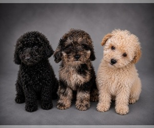 Poodle (Toy) Puppy for sale in PALM BAY, FL, USA