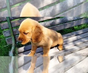 Golden Retriever Puppy for Sale in LEON, Kansas USA