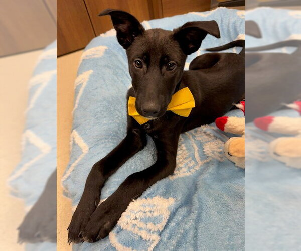 Medium Photo #2 Labrador Retriever-Unknown Mix Puppy For Sale in Conroe, TX, USA