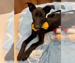 Small #1 Labrador Retriever Mix