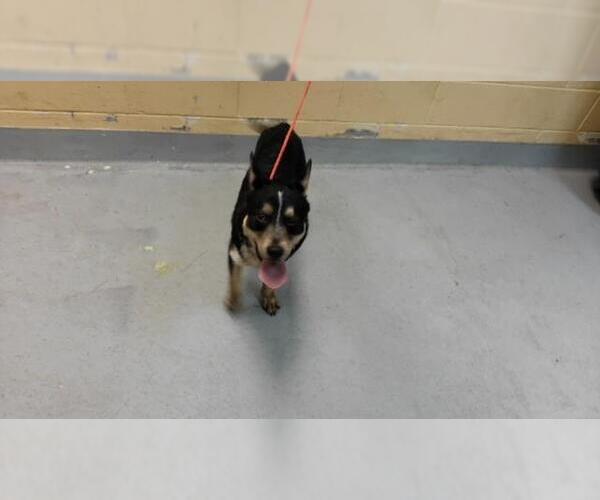 Medium Photo #1 Pembroke Welsh Corgi-Unknown Mix Puppy For Sale in Tulsa, OK, USA