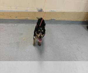Pembroke Welsh Corgi-Unknown Mix Dogs for adoption in Tulsa, OK, USA