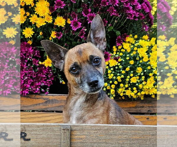 Medium Photo #1 Jack Chi Puppy For Sale in Rockaway, NJ, USA