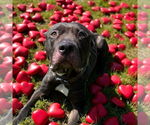 Small #11 Mastiff Mix