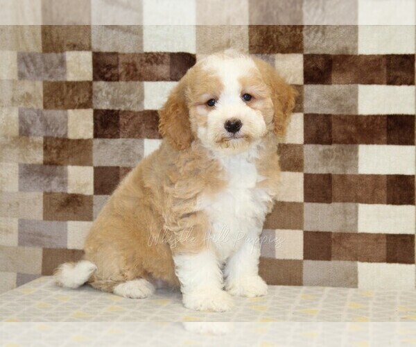 Medium Photo #4 Bernedoodle (Miniature) Puppy For Sale in DENVER, PA, USA