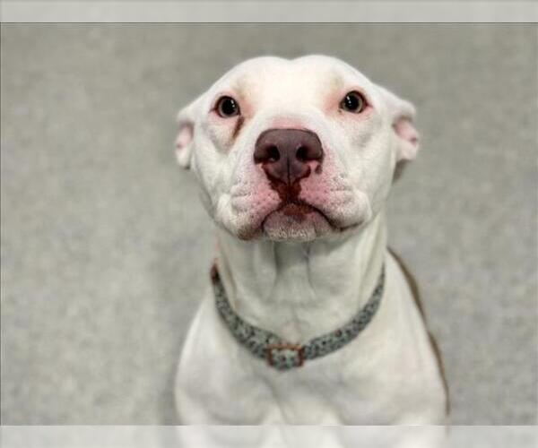 Medium Photo #1 American Pit Bull Terrier-Unknown Mix Puppy For Sale in Fort Collins, CO, USA