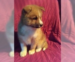 Small Photo #2 Pomsky Puppy For Sale in DUNDEE, OH, USA