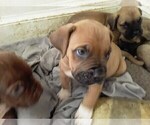 Small Photo #4 America Bandogge Mastiff-American Bandogge Mix Puppy For Sale in MONTROSS, VA, USA