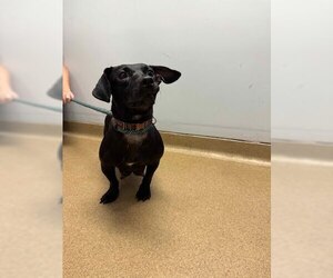 Dachshund-Unknown Mix Dogs for adoption in Belleville, IL, USA