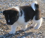 Small #10 Akita