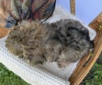 Small Photo #5 Yorkshire Terrier Puppy For Sale in THORP, WI, USA