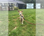 Small Chihuahua-Spaniel Mix
