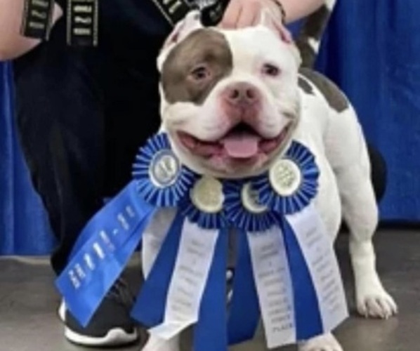 Medium Photo #1 American Bully Puppy For Sale in RICHMOND, VA, USA