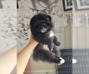 Pomeranian Puppy for sale in DALY CITY, CA, USA