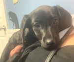 Small Photo #4 Dachshund Puppy For Sale in BENNETTSVILLE, SC, USA