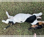 Small Photo #4 Basset Hound Puppy For Sale in LAWRENCEBURG, TN, USA