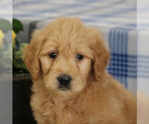 Goldendoodle Puppy for sale in PARKESBURG, PA, USA