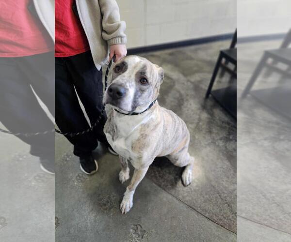 Medium Photo #4 American Pit Bull Terrier-Anatolian Shepherd Mix Puppy For Sale in Rockwall, TX, USA