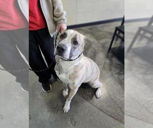 Molly-Diamond Dog! $75 Adoption Fee! - Female Masti-Bull Dog for Adoption - Photo #4