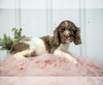 Small Photo #4 Cocker Spaniel Puppy For Sale in QUARRYVILLE, PA, USA