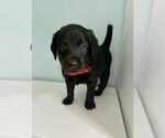 Puppy Sebastian Aussiedoodle-Labradoodle Mix