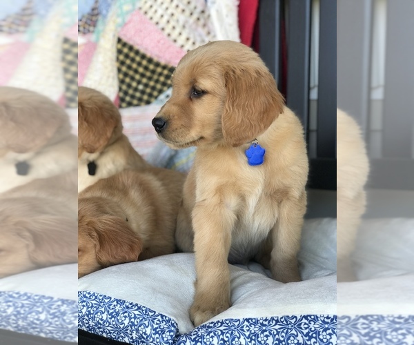 Medium Photo #5 Golden Retriever Puppy For Sale in SONORA, KY, USA