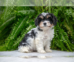 Puppy Lauren Cavachon