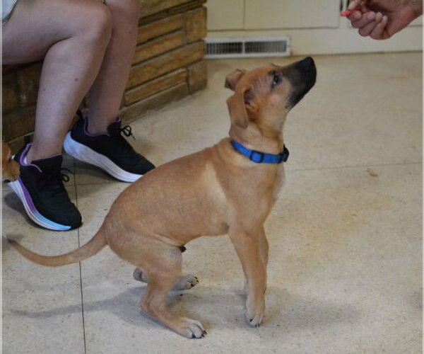 Medium Photo #1 Mutt Puppy For Sale in Germanton, TN, USA