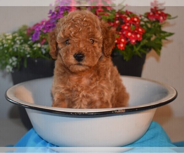 Medium Photo #1 Poodle (Miniature) Puppy For Sale in MILLERSBURG, OH, USA