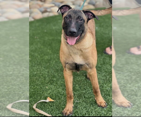 Medium Photo #6 Mutt Puppy For Sale in Dana Point, CA, USA