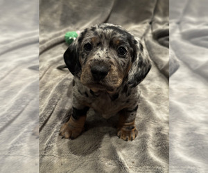 Dachshund Puppy for Sale in NEVADA CITY, California USA
