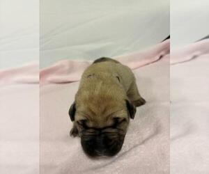Cane Corso Puppy for sale in CAMBY, IN, USA